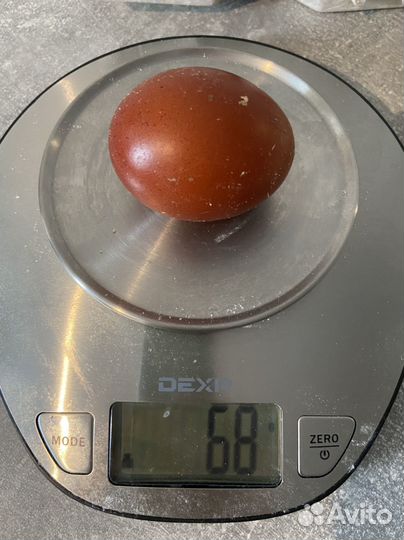 Инкубационное яйцо