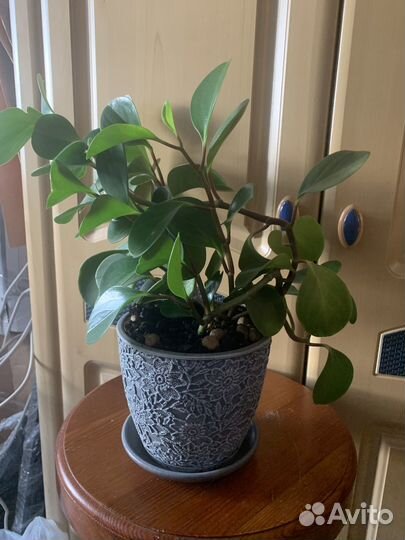 Пеперомея туполистная в керамическом горшке