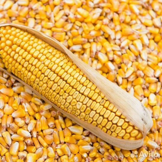 Продам кукурузу