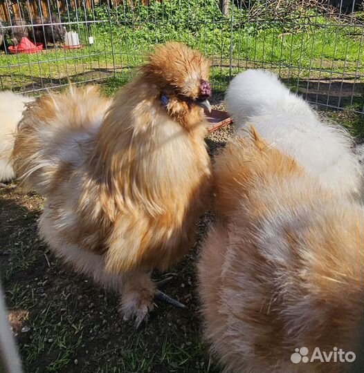 Китайские шелковые куры