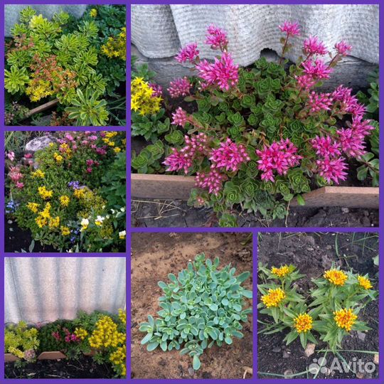 Примулы, седумы очиток, тюльпаны мускари,аллиум