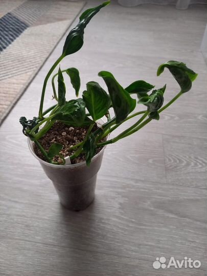 Сциндапсусы и эпипремнумы