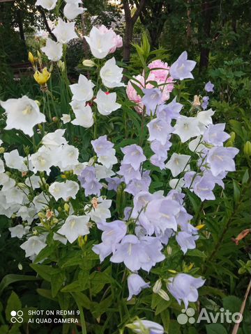 Растения для сада