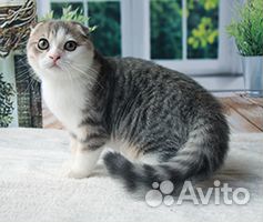 Шотландский вислоухий котенок