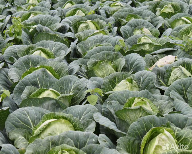 Семена Капусты 