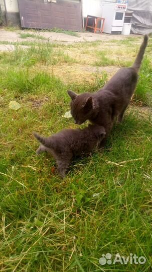 Британочка