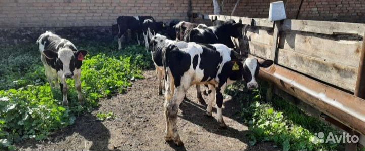 Бычки и быки