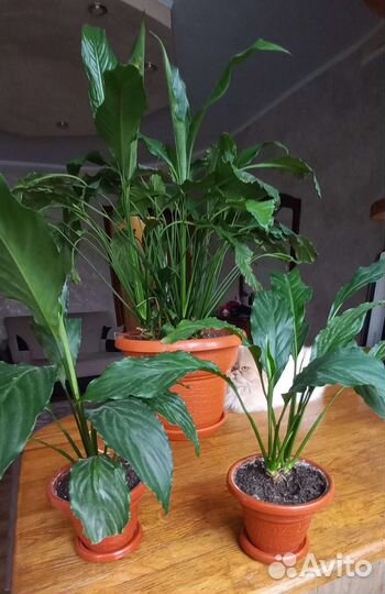 Спатифиллум