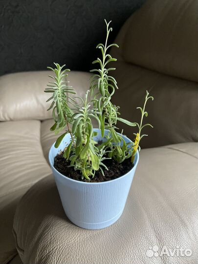 Лаванда в горшке