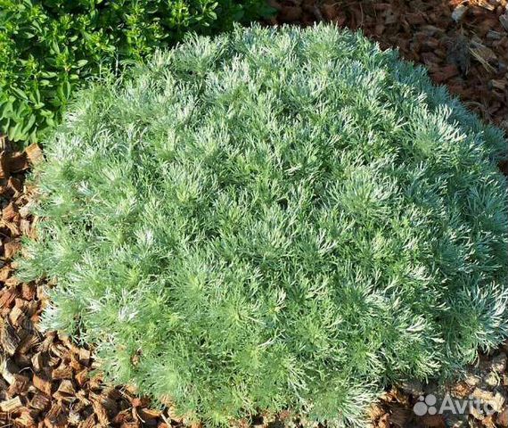 Многолетники, кусты декоративные, астра, полынь