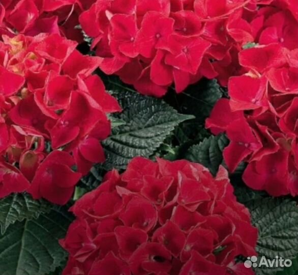 Гортензия крупнолистная (Бесконечное лето)