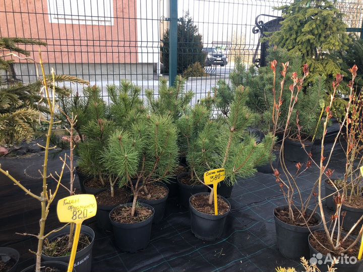 Растения хвойные, лиственные, плодовые, цветы