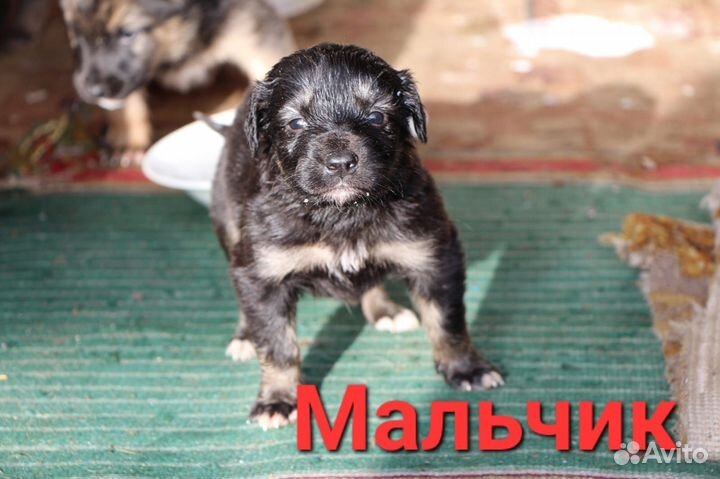 Щеночки в добрые руки