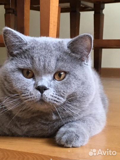 Вязка за котенка. Ждём