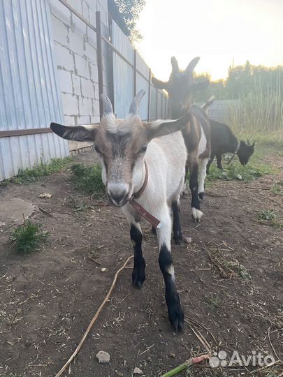 Козлята