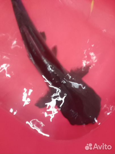 Пангасиус большой