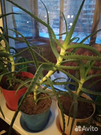 Алоэ лечебный