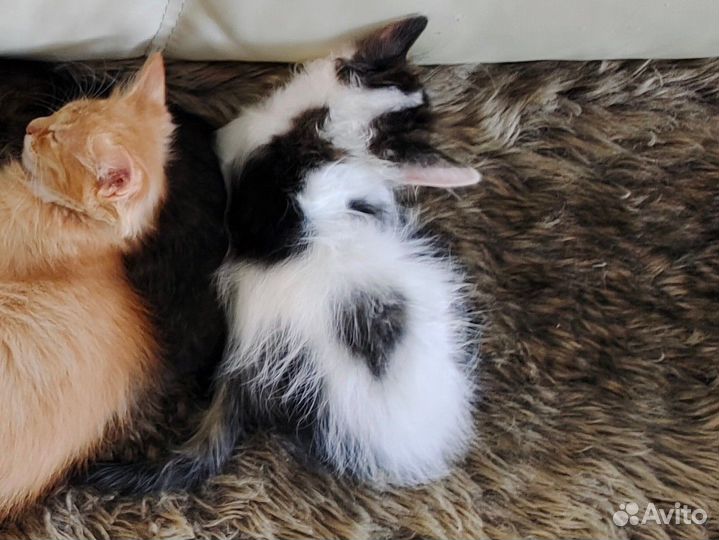 Котята в добрые руки бесплатно (мальчик 2,5 мес)