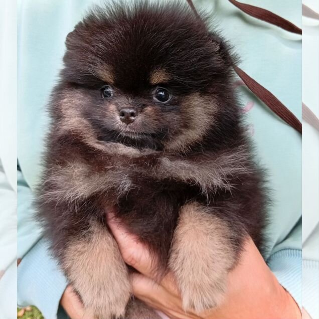 Померанский шпиц, щенок