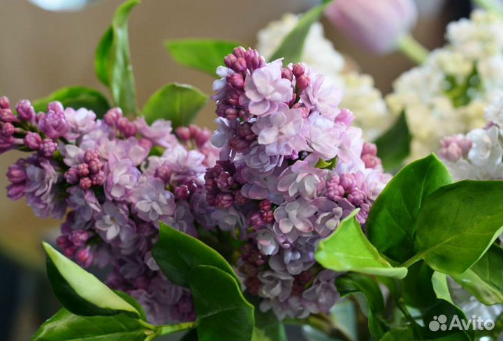 Сирень, спирея, гортензия, форзиция и др. саженцы