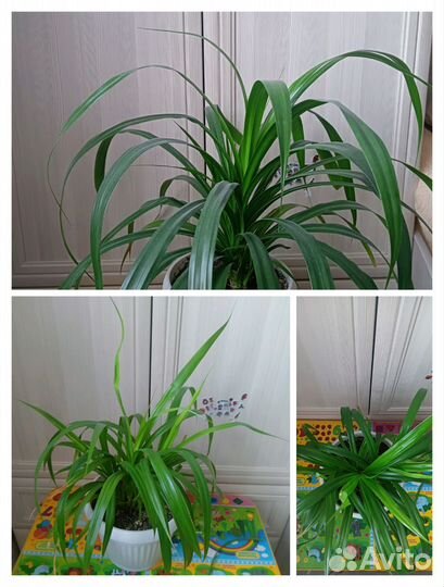 Пальма юкка