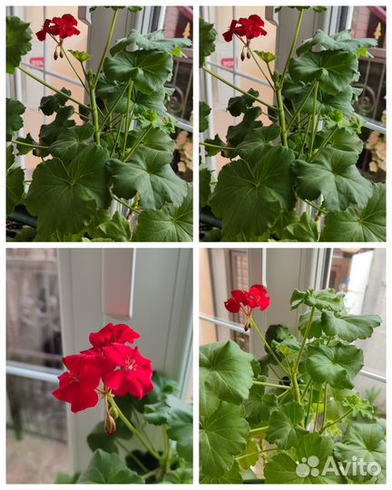 Пеларгония,герань, тëмно красная