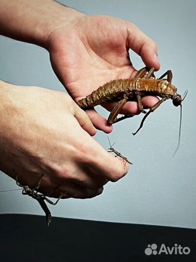 Новогвинейский палочник