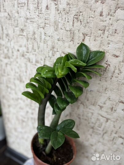 Замиокулькас зензи