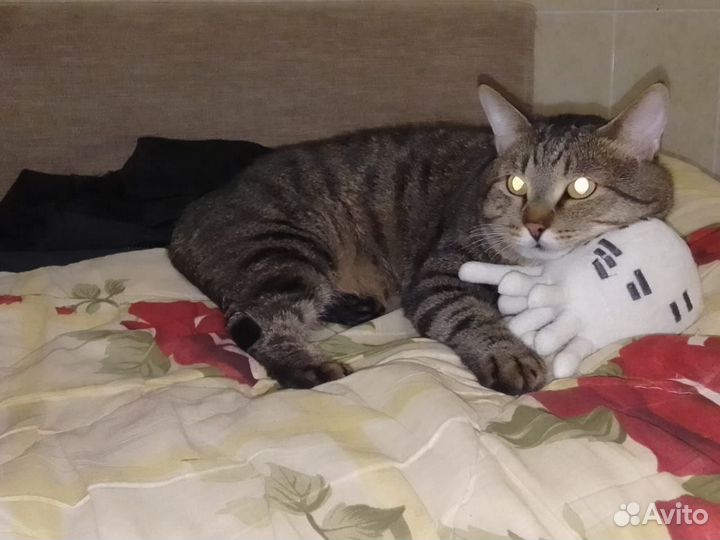 Кот 2 года