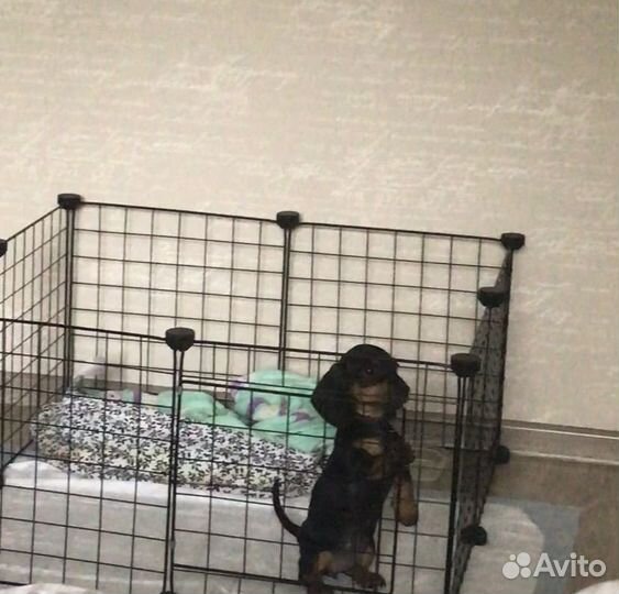 Вольер для собак