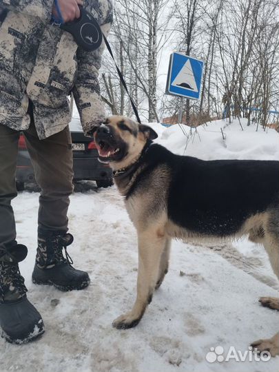 Немецкая овчарка