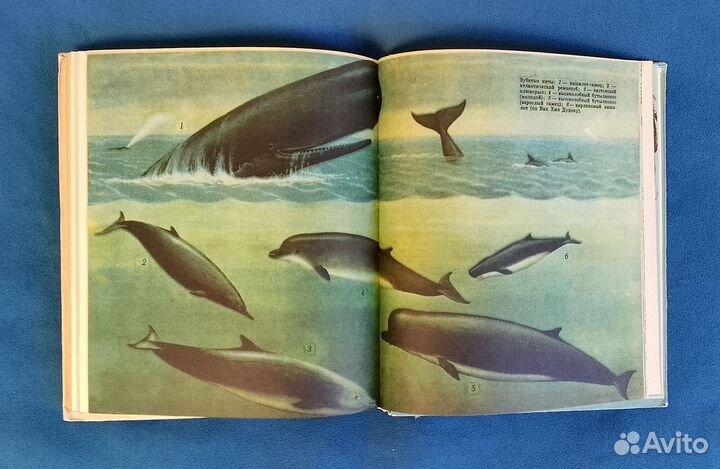 В мире китов и дельфинов Томилин