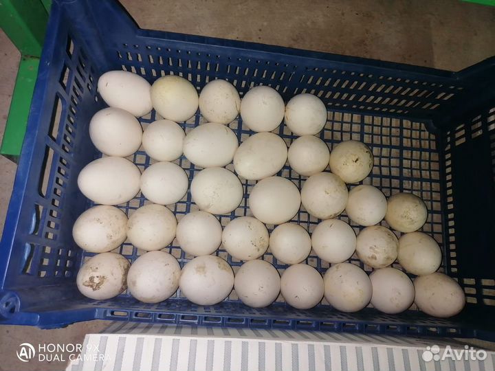 Яйцо гусиное