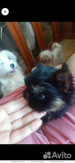 Щенки йорков