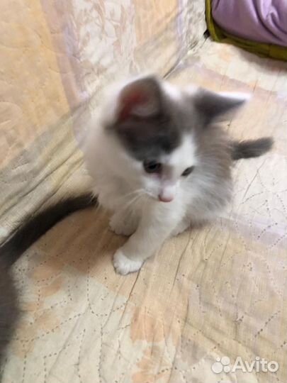 Котики,пушистики,антидипресантики