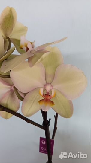 Орхидея фаленопсис