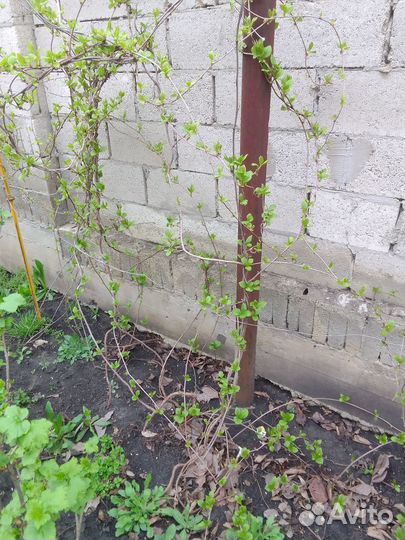 Лимонник, элеутерококк