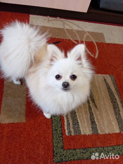 Померанский шпиц мини щенок