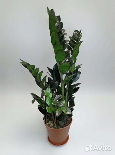 Чёрный замиокулькас Raven высотой 64 см