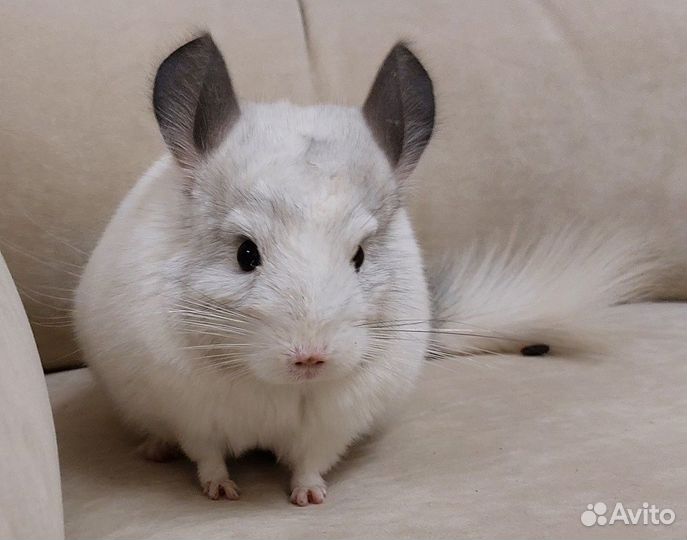 Шиншилла девочка 1год 1 месяц