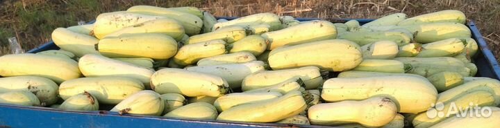 Кабачки на корм