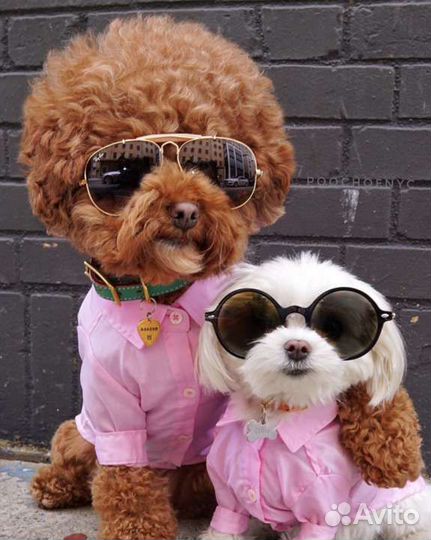 Гостиница для собак и кошек