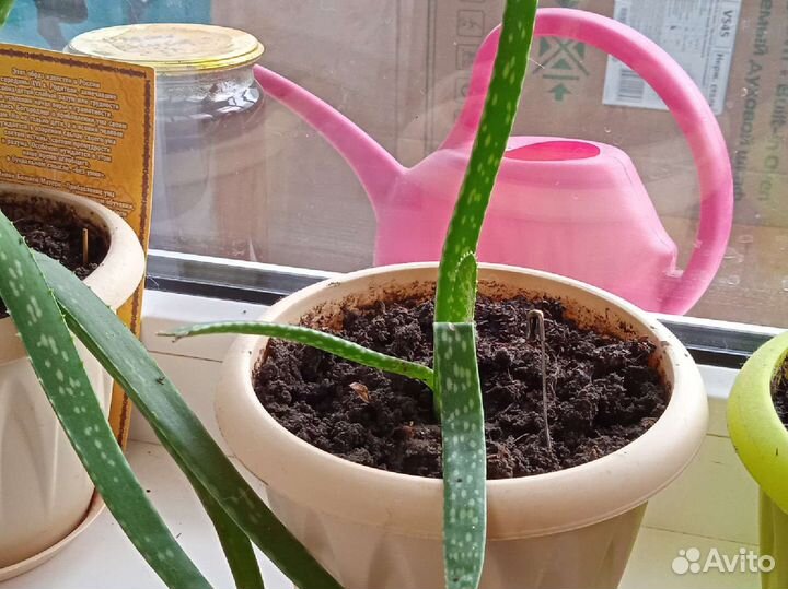 Алоэ вера цветок