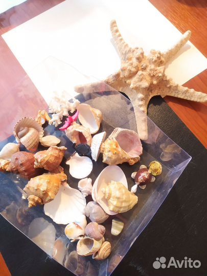 Ракушки морские