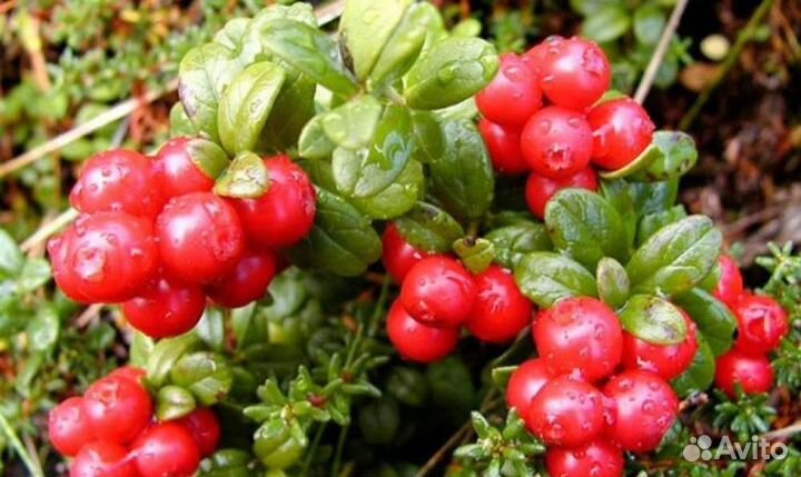 Саженецы клюквы Стивенс