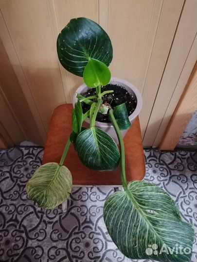 Цветы Филодендрон Биркин и Аглаонема Silver Bay