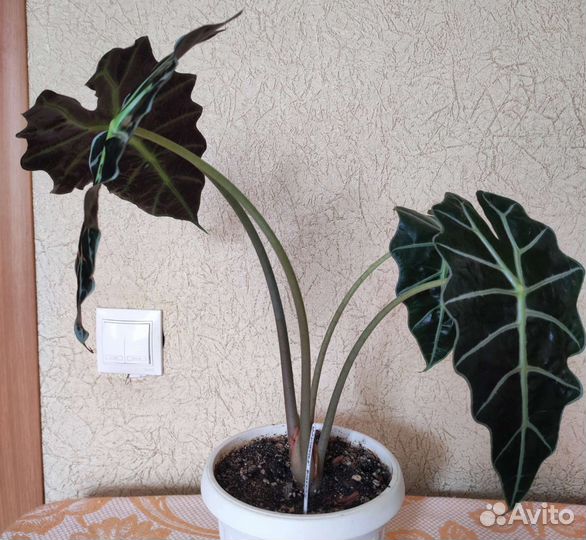 Монстера манки