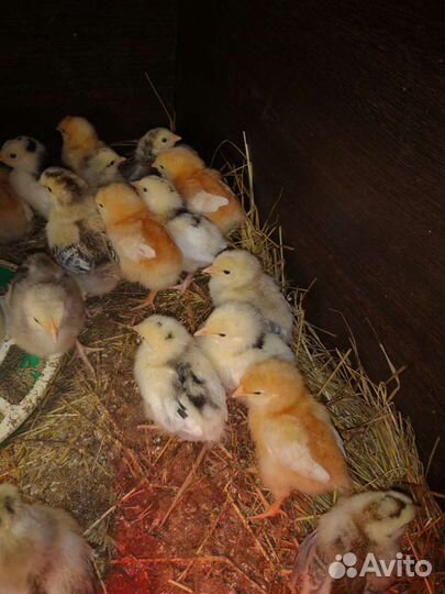 Инкубационное яйцо