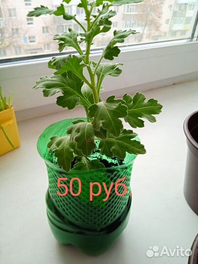 Хризантема желтая