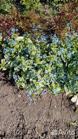 Брунера, бадан, астра многол. малина